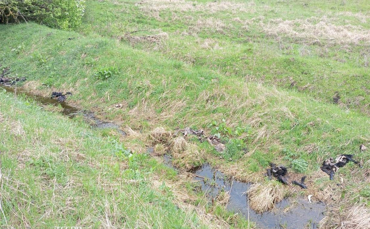 В Тульской области на берегу ручья жители заметили свалку мертвых телят
