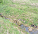 В Тульской области на берегу ручья жители заметили свалку мертвых телят