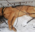 Жестокое убийство собаки в Новомосковске: полиция начала проверку