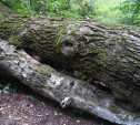 В Ясной Поляне упало «Дерево любви»