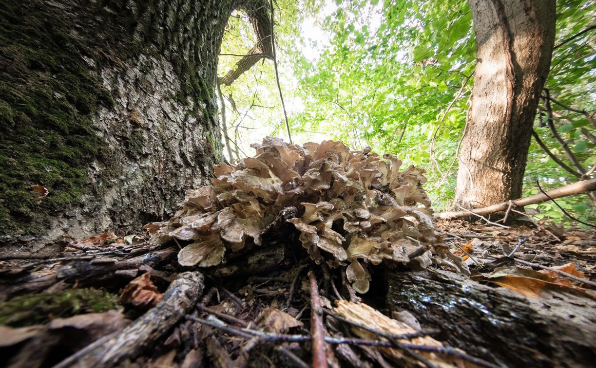 В Ясной Поляне засняли редкий краснокнижный гриб-баран