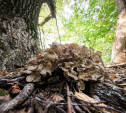 В Ясной Поляне засняли редкий краснокнижный гриб-баран