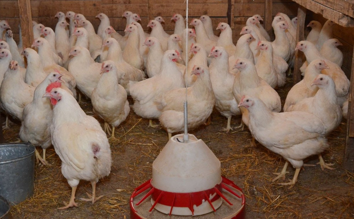 Азербайджан ограничил ввоз птицы из Тульской области из-за птичьего гриппа