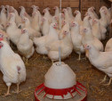 Азербайджан ограничил ввоз птицы из Тульской области из-за птичьего гриппа