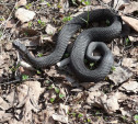 Как тулякам защитить себя от укусов змей: советы минздрава