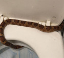Тулячка обнаружила в своем туалете крупную змею