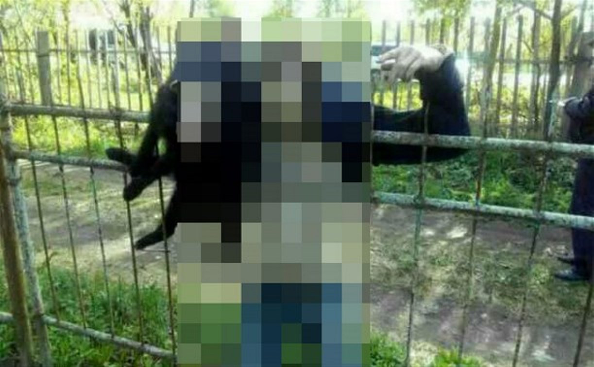 Суворовский самоубийца насадил собаку на острую ограду, а потом покончил с собой 