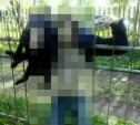 Суворовский самоубийца насадил собаку на острую ограду, а потом покончил с собой 