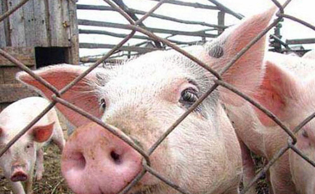 Эксперты нашли ДНК африканской чумы в свинине в Тульской области 