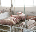 13 февраля в «Лазаревском» начали сжигать свиней