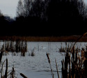 Под Новомосковском у пруда поселился одинокий лебедь