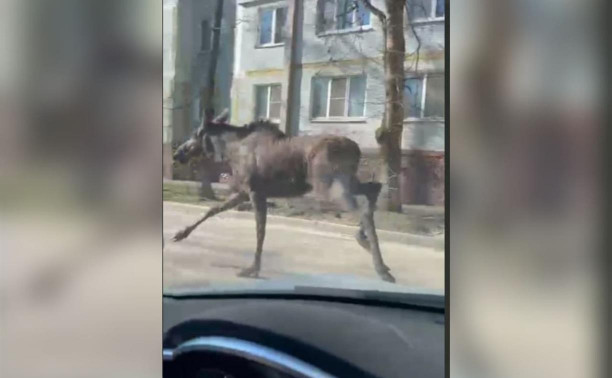 В Туле во дворах Заречья заметили лося