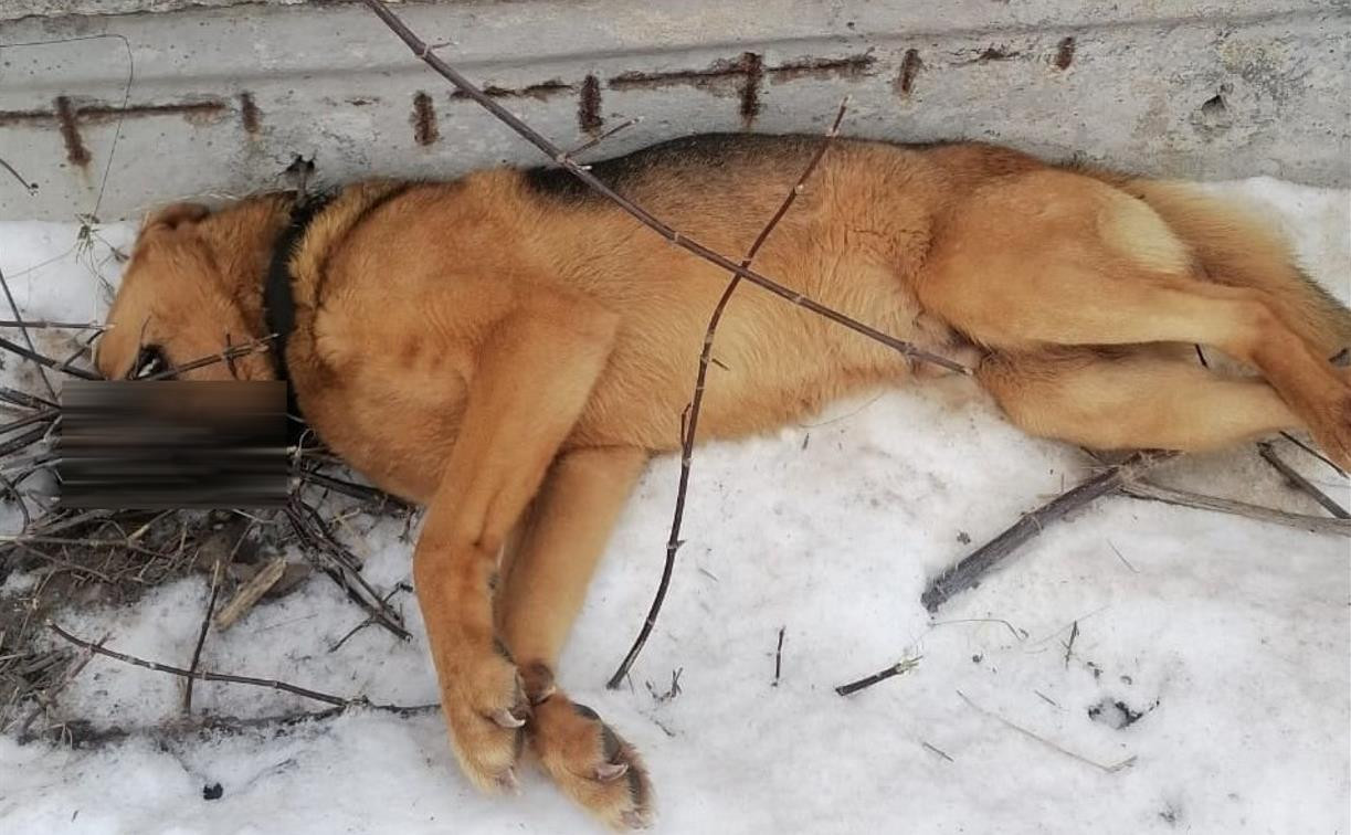 Орудует живодёр? В Новомосковске нашли труп собаки с ветками в пасти