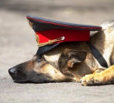 В Венёвском районе служебная собака помогла поймать дачного вора