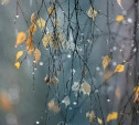 Погода в Туле 7 ноября: небольшой дождь, порывистый ветер, до +11