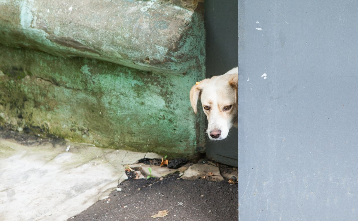 Жители Новомосковска: «На наших домашних собак ведут охоту!»