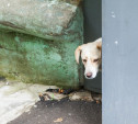 Жители Новомосковска: «На наших домашних собак ведут охоту!»
