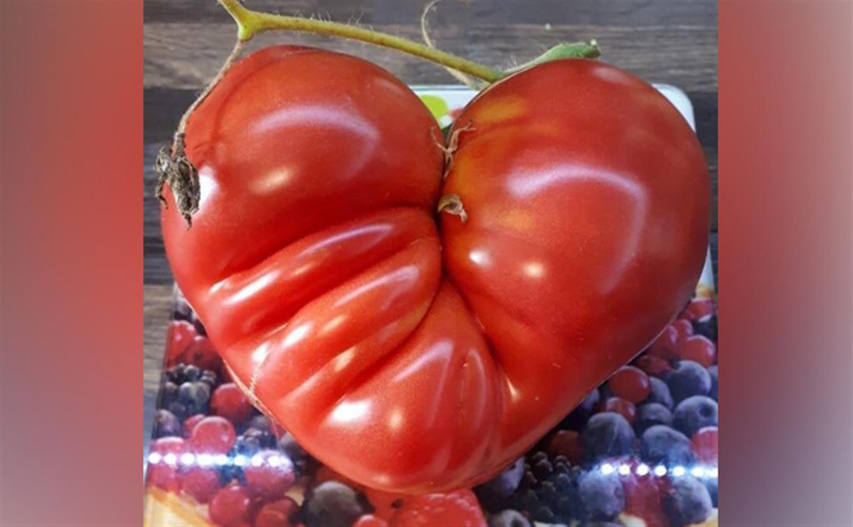 Никакой «химии»: тулячка вырастила огромный томат в форме сердца