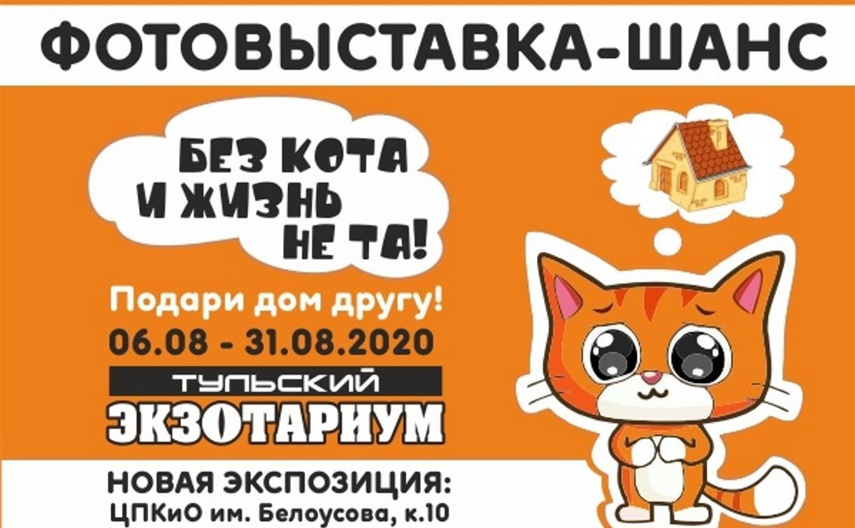 В Тульском экзотариуме откроется «кошачья» фотовыставка - Новости Тулы и  области - MySlo.ru