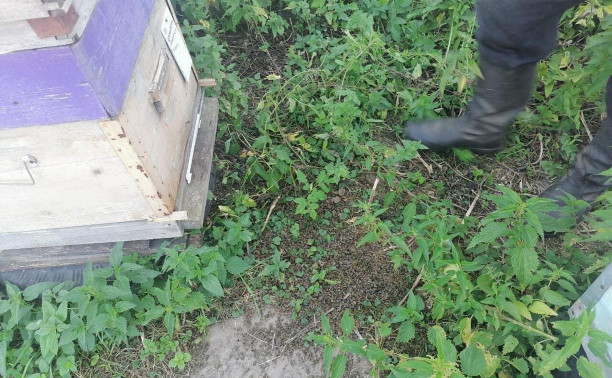 Ясногорцы о массовой гибели пчел в районе: «Их отравили с самолета»
