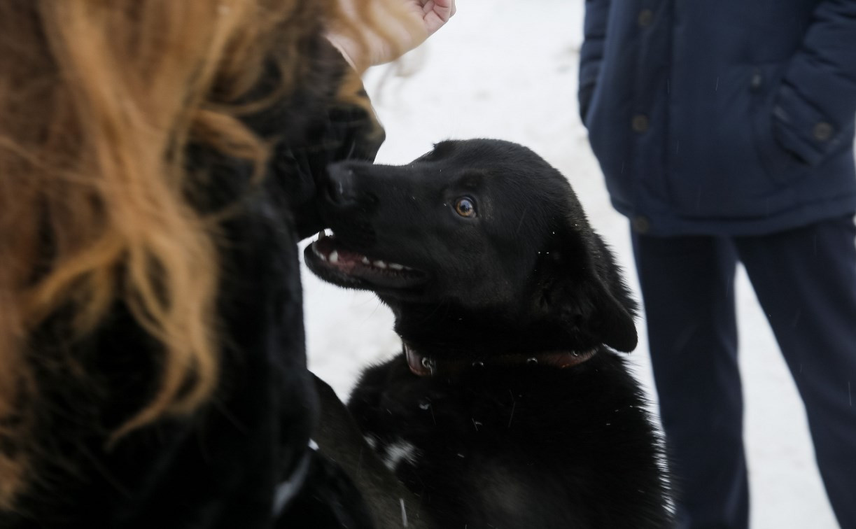 Репортаж: Как «Континент+» ведет отлов бездомных собак в Туле 