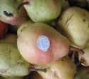 В Туле обнаружили санкционные груши и яблоки