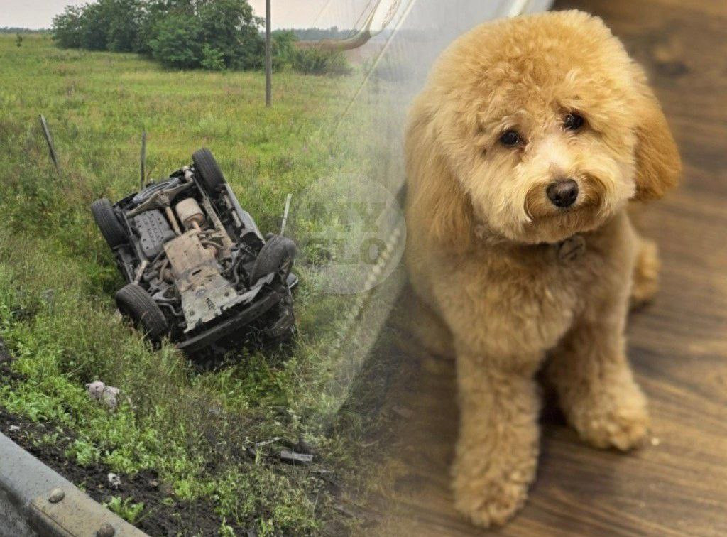 В Ефремовском районе 3 дня искали Симку: собака пропала после ДТП