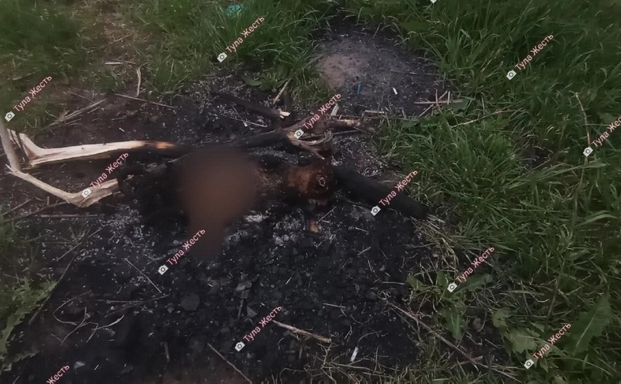 В Туле сожгли кошку: полиция ищет живодеров