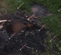 В Туле сожгли кошку: полиция ищет живодеров