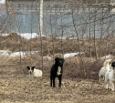 «Сбиваются в группы и нападают на прохожих»: туляки сообщили о стае агрессивных собак на Бежковской
