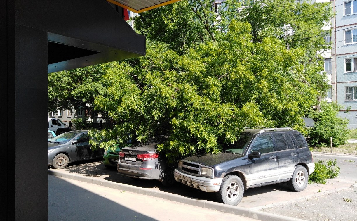 Сотрудники ЕДДС Тулы убирают упавшее на машины дерево