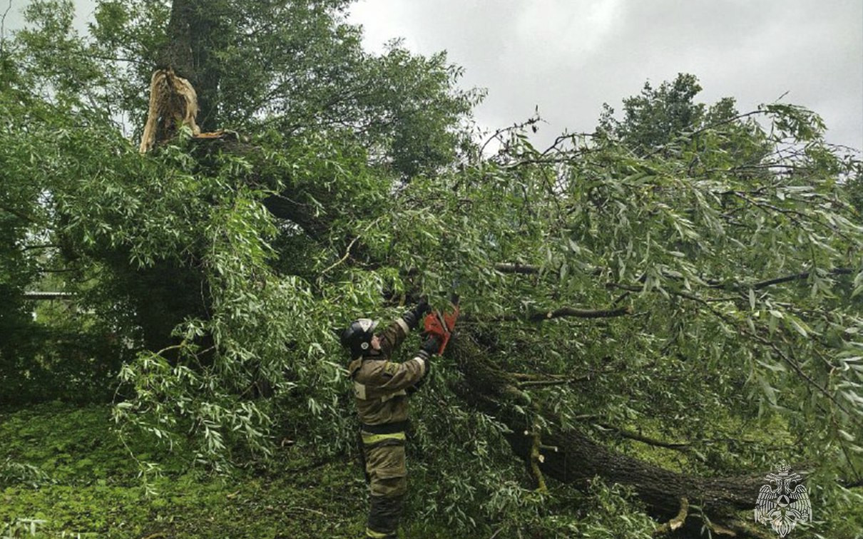 В Тульской области из-за штормового ветра рухнули 42 дерева, повреждено 9 автомобилей