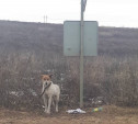 В Туле собака сутки ждала у дороги бросившего ее хозяина