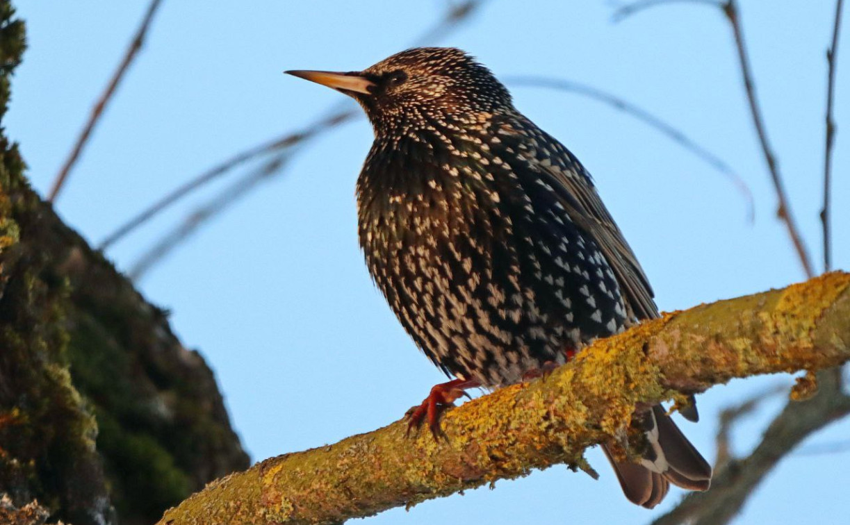 В Ясной Поляне заметили первых скворцов 