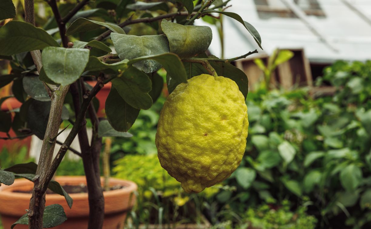 В теплице Ясной Поляны вырос 15-сантиметровый лимон