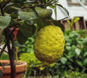 В теплице Ясной Поляны вырос 15-сантиметровый лимон