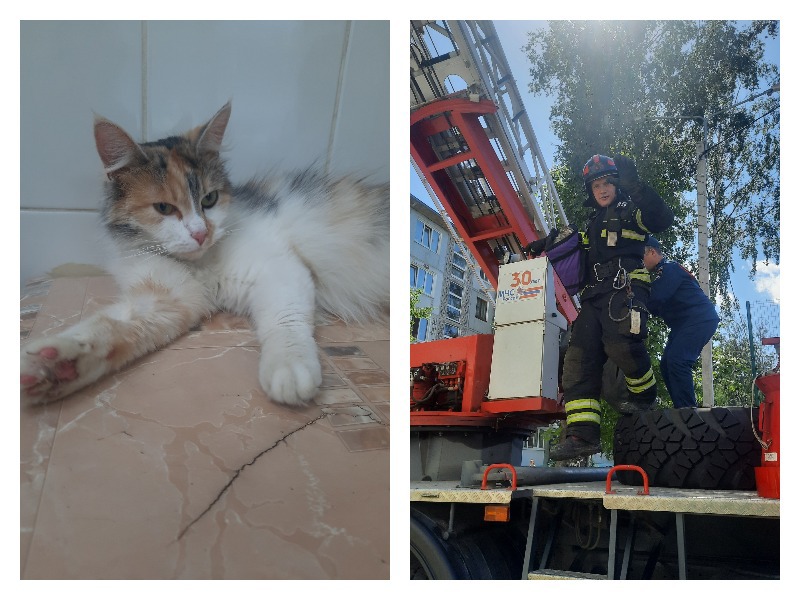 В Новомосковске спасли кошку, которую хозяева на неделю оставили на балконе без еды и воды