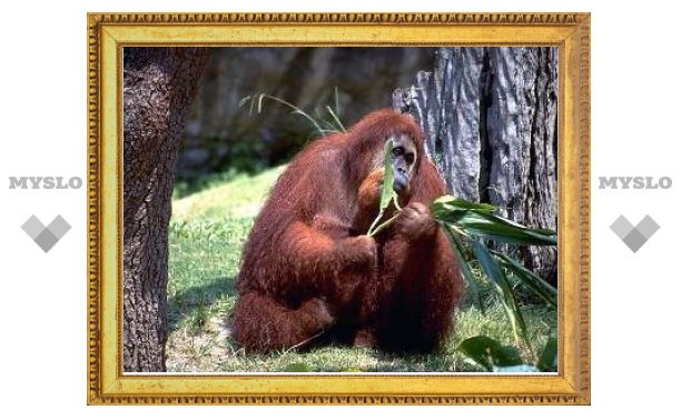 Орангутаны оказались самыми "экономными" приматами