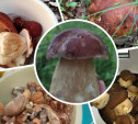 Туляки раскрыли лучшие грибные места в области
