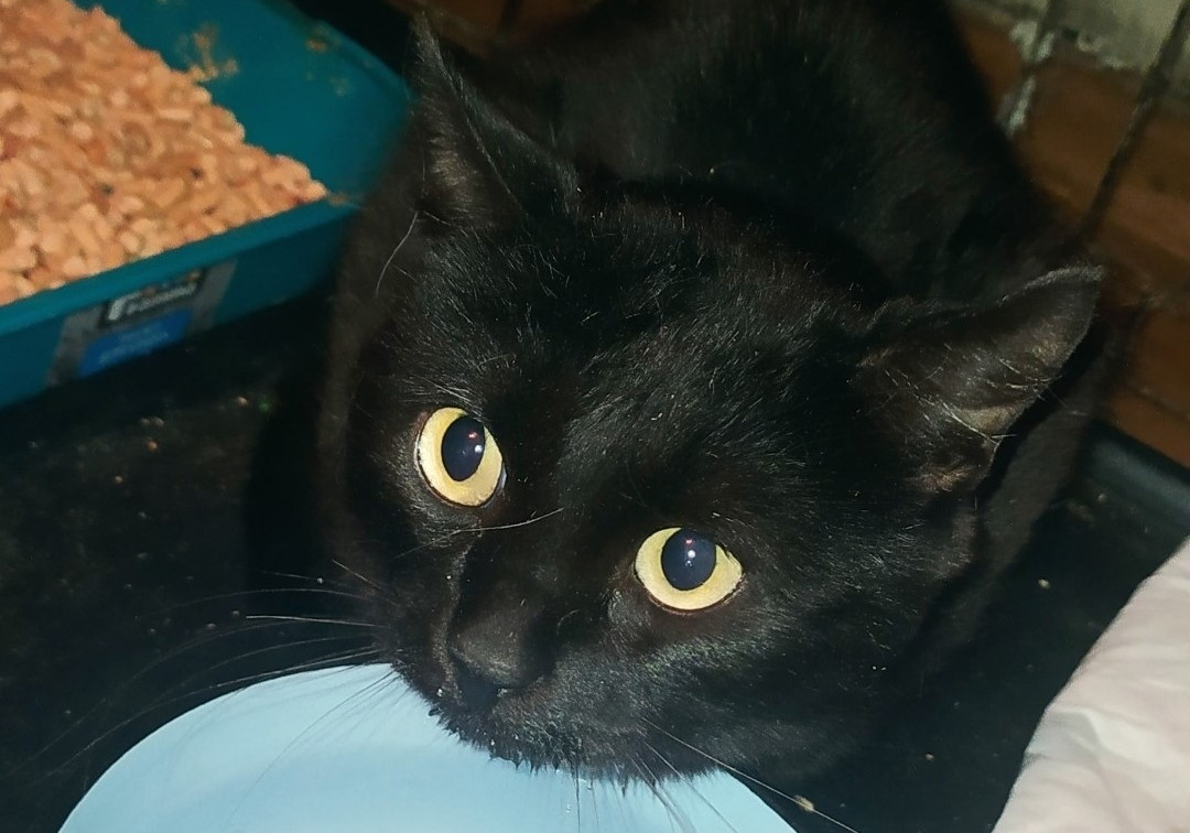 Туляки спасли кота, почти месяц просидевшего в закрытой квартире