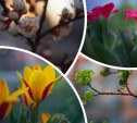 Весна! В Туле зацвела вишня и тюльпаны, распускается береза – фото