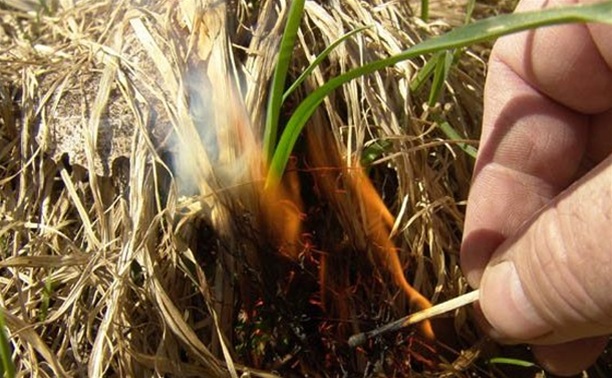 В Туле ежедневно фиксируют от 4 до 8 случаев пала сухой травы