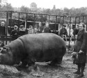Туляков ждут на экскурсию «Зоопарки в военные годы»