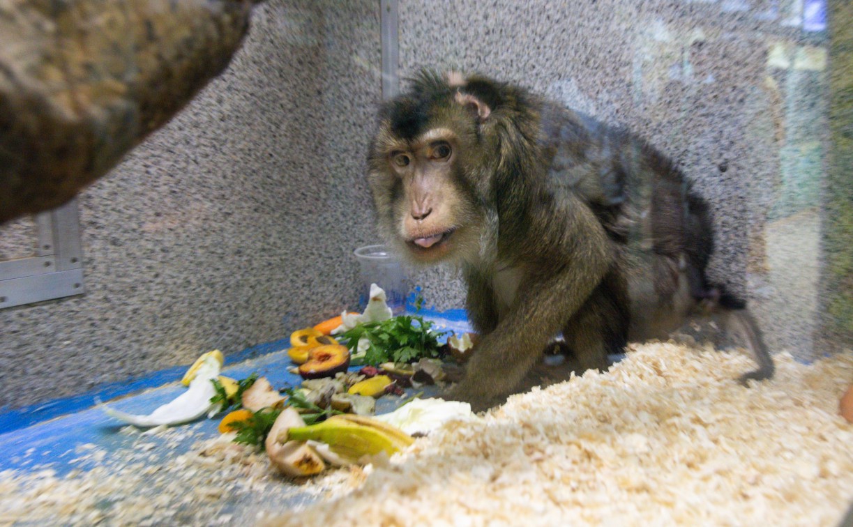 Долгожитель Тульского экзотариума макак Министр празднует 32-летие