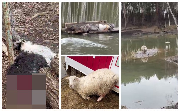 Стая бродячих собак напала на нутриевую ферму в Тульской области: полиция организовала проверку