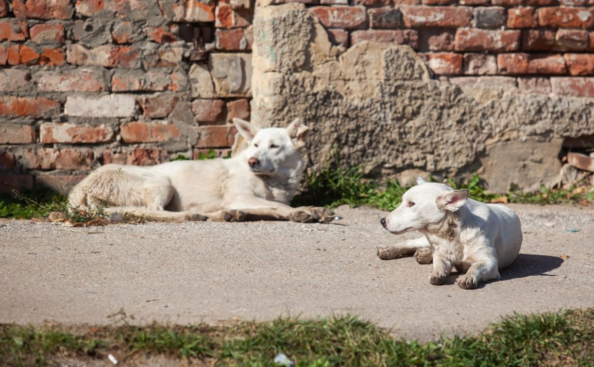 В Новомосковске бродячая собака укусила ребенка: администрация заплатит компенсацию