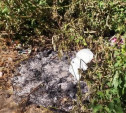 В Черни неизвестные садисты сожгли коробку с котятами