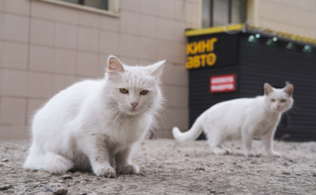 Жизнь Тулы и области