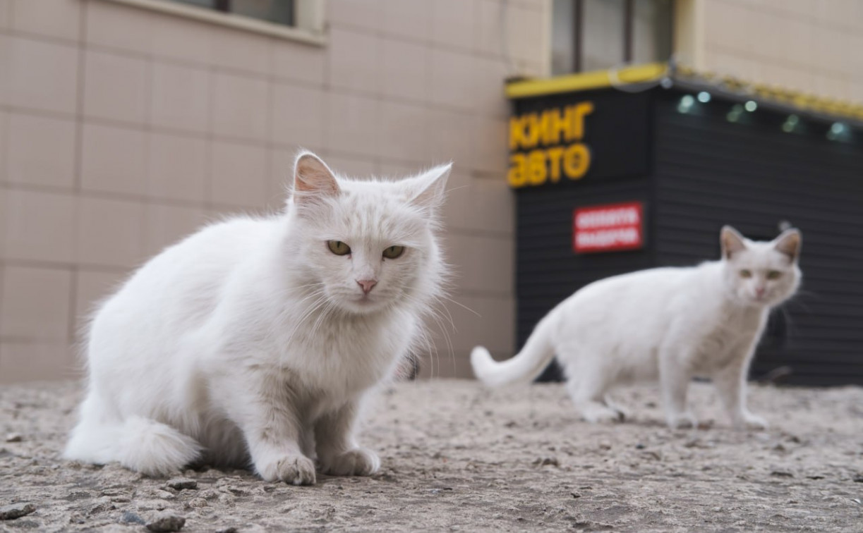 Погода в Туле 29 ноября: до +5 и без осадков