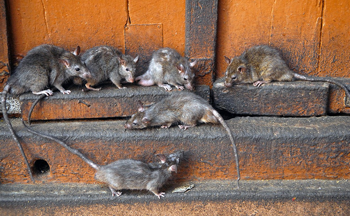 Тульских коммунальщиков обязали разработать план борьбы с крысами